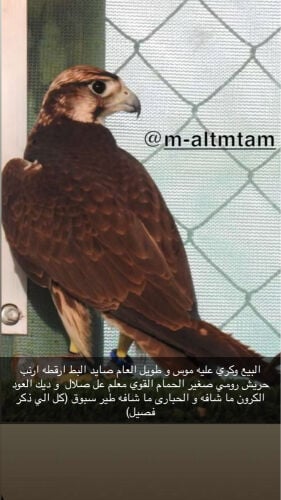 البيع وكري فرخ ينقل بكر