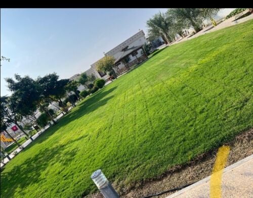 عشب طبيعي