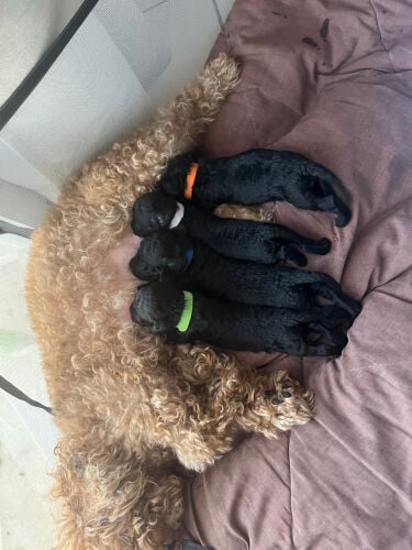 toy poodle puppies for reservation 