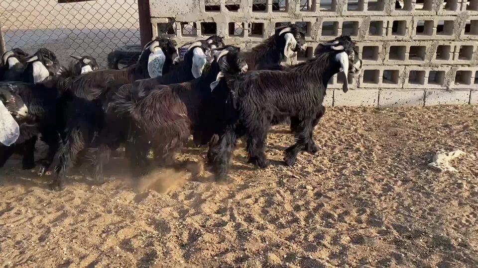 للبيع تيوس عوارض فل شحم 