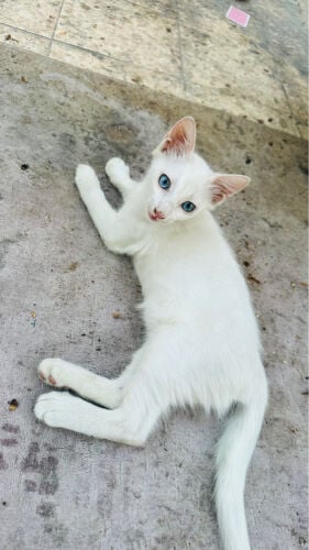 beautiful cat  Blu eyes 