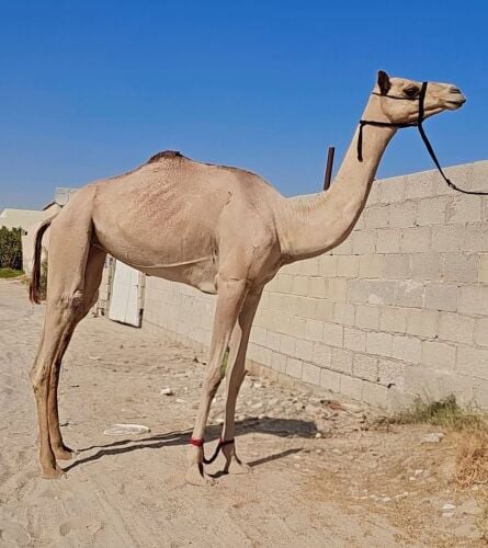 للبيع بكره عجم لقيه