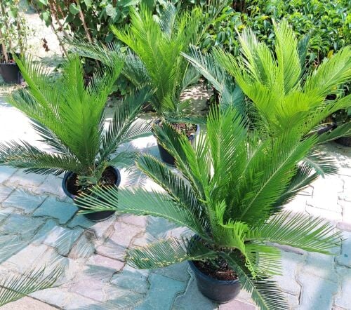 زراعة