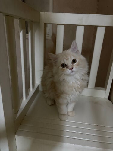 cat