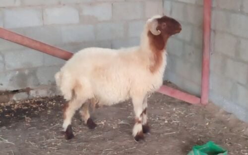 خروف سوري للبيع