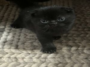 Scottish fold kitten 2 months old