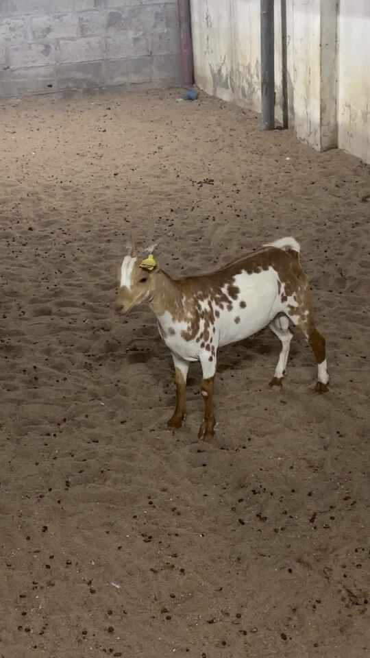 تيس 