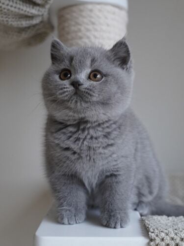 British short hair kittens for sale