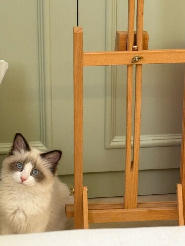ragdoll boy 