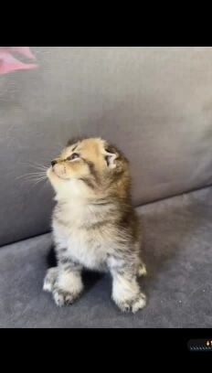 Scottish Fold and Street cats