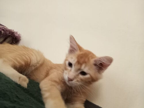 2 cats for adoption 