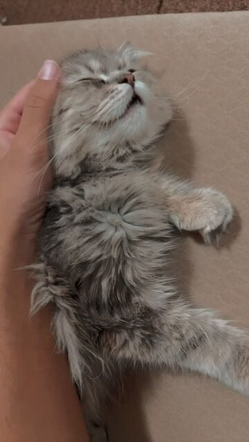 Lovely cat 