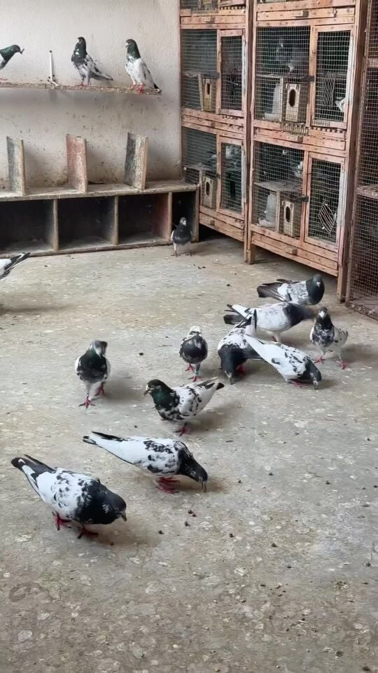 Pakistani pigeon sale jumlla