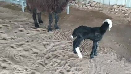 شاه عربية تحتها خروف 