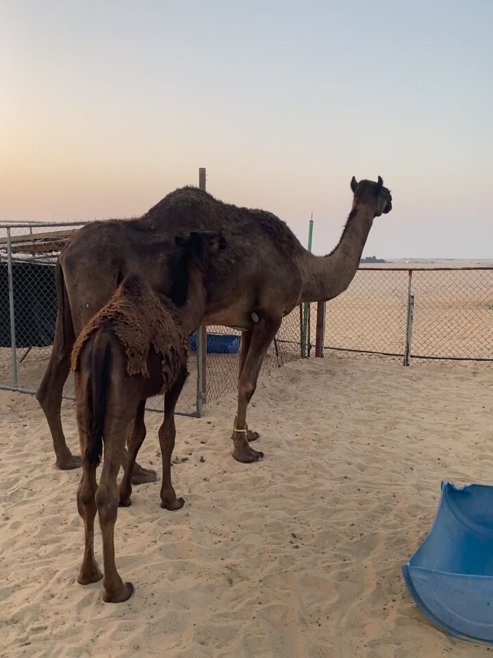 للبيع