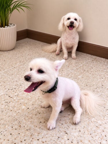 2 Male Maltese dogs for ADOPTION 