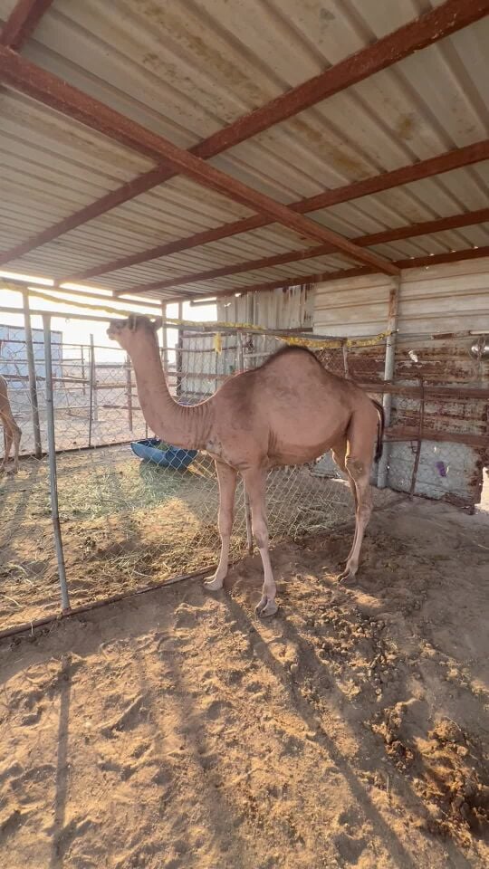 حواره بنت الوسمي ومها على شاهين 