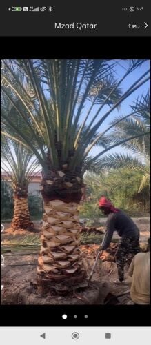 نخيل خدمات