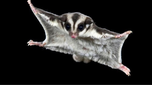 sugar glider 