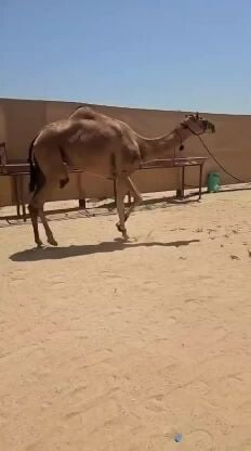 بكره طالعه من الركض