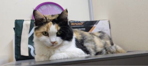 Persian cat