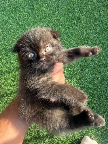 cat for sale