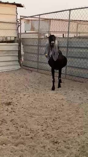 غنز هولنديه فاااخره 