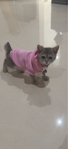 للتبني