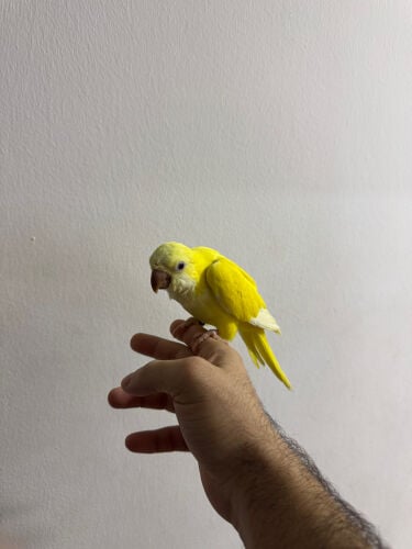 كويكر اليف و هدد