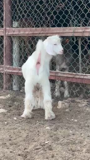 صخل رحبي طيب ابرص 