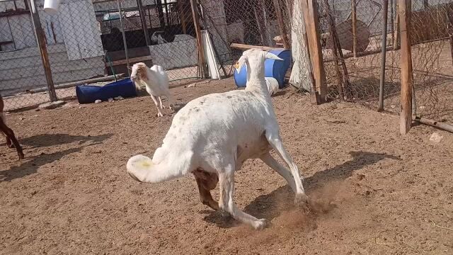 البيع شاه حبصيه طيبه ديد وسن سلم
