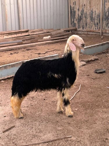 رخال نجدي  صنف