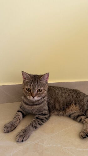 British Cat for adoption 