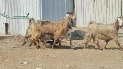 للبيع معزة عوارض حمر