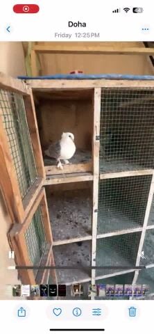 Satin & Fancy Pigeon Breeding Pairs