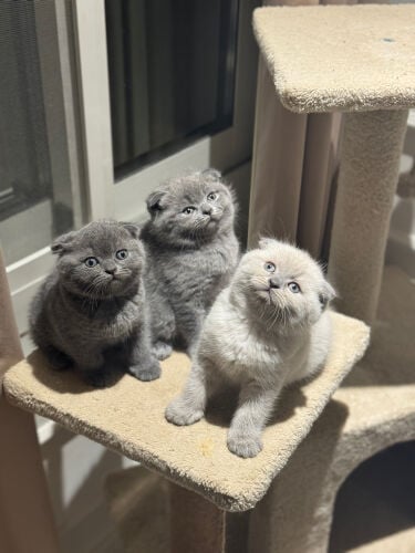 Scottish fold 