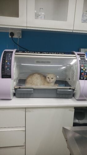 Scotch Fold White Creamy for adopti