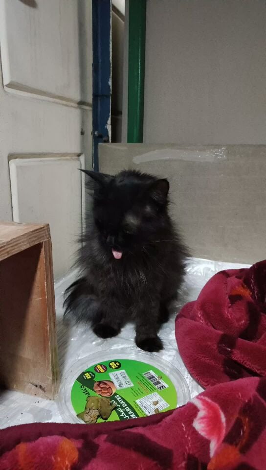 Persian Cat