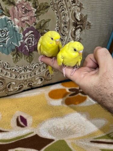 زوج بادجي اليف