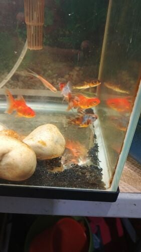 gold fish