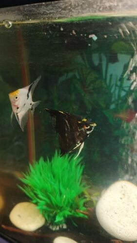 pair Angel fish