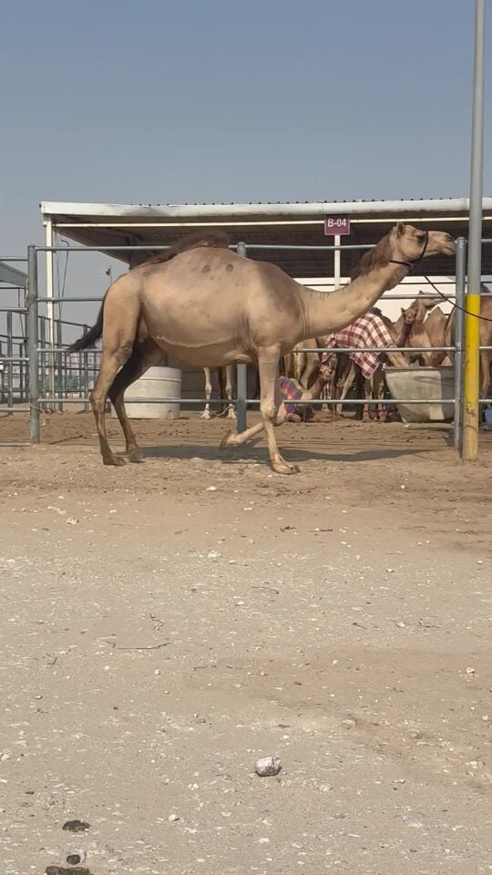 عمانية مصعد