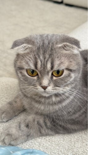 Cat for adoption or breeding