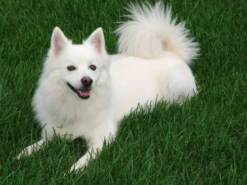 American Eskimo male