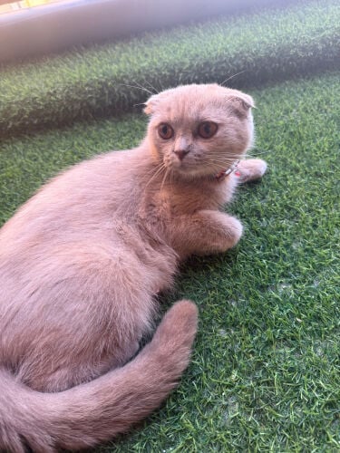 cat for sale 