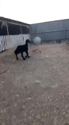 خروف عريب