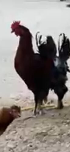 للبيع ديوك