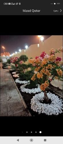 زراعه الورود والعشب