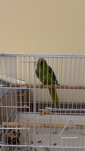دره هندي أليف 