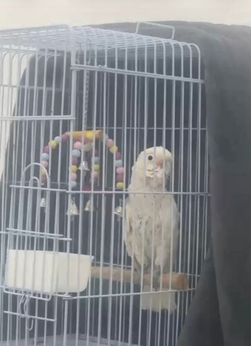 ببغاء الكوكاتو